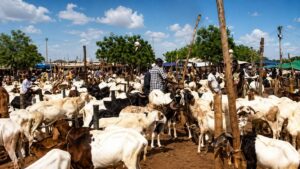Le Burkina Faso face au dilemme du bétail : entre soutien national et défis régionaux