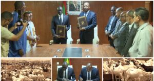 La Mauritanie, pilier de l&rsquo;approvisionnement en moutons pour la Tabaski au Sénégal