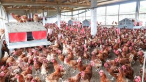 Souveraineté alimentaire Gabon : pourquoi ignorer les acteurs locaux ?