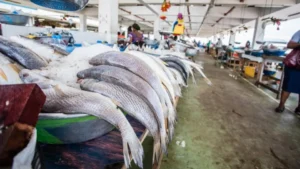 Le Gabon met fin à son partenariat de pêche avec l&rsquo;Union européenne