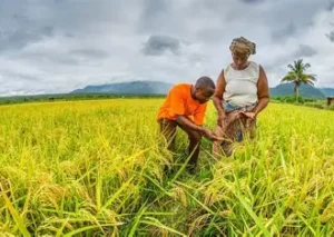 Bénin : la bid finance 12,5 milliards de fcfa pour moderniser l&rsquo;agriculture