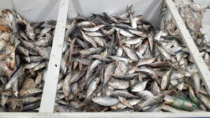 Gabon : suspension des exportations de sardine et de « sans nom » pour protéger les ressources locales