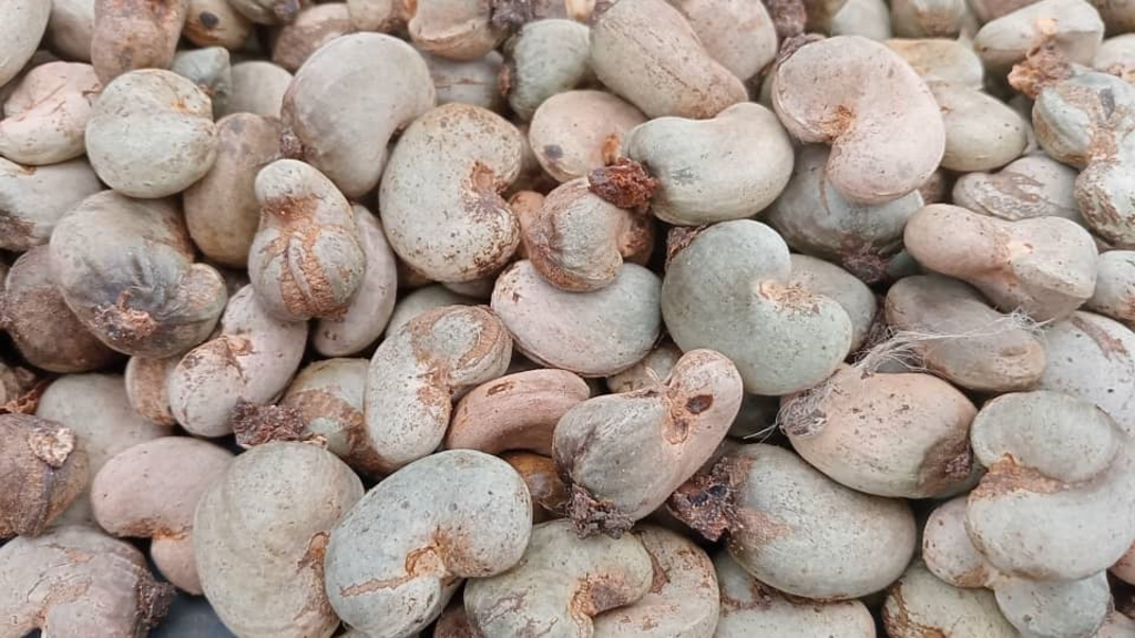 La baisse de la production d'anacardes en Côte d'Ivoire s'explique par des conditions climatiques défavorables et des pratiques culturales inappropriées.