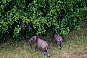 Le Gabon vise l&rsquo;excellence mondiale pour ses treize parcs nationaux
