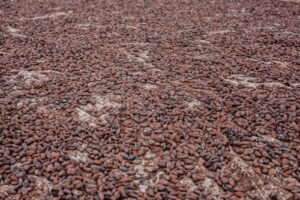 Cameroon : le cacao camerounais atteint un nouveau record de 2 600 FCFA en fin de campagne