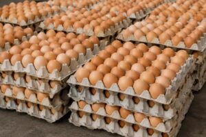 Le plafonnement des prix des œufs au Burkina Faso : une entrave à la filière avicole