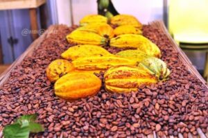 Côte d&rsquo;Ivoire: les nouveaux prix bord champ du café-cacao dévoilés