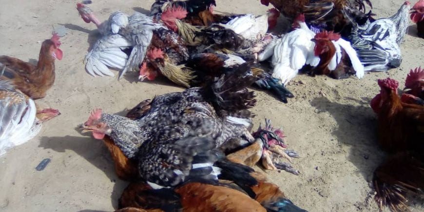 Éleveur de volailles au Tchad devant des cages