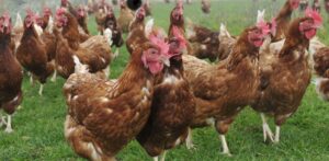 Poulet : le Gabon défend sa filière avicole face à Washington