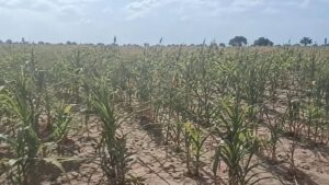 À Tougan, la ruine des producteurs de maïs fragilise l&rsquo;économie rurale du Burkina Faso