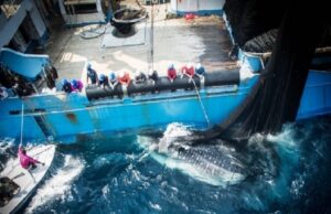 Pêche au Gabon : des négociations avec l&rsquo;Union européenne pour reprendre le contrôle