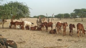Élevage au Mali : les conséquences désastreuses de l&rsquo;interdiction d&rsquo;exporter le bétail sur l&rsquo;économie nationale