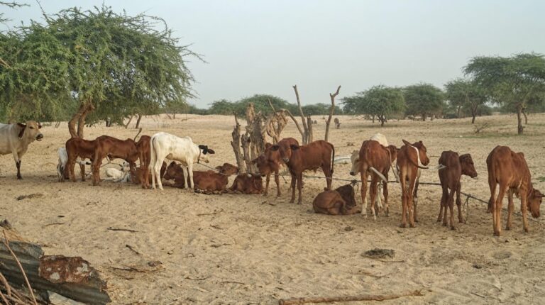 Élevage au Mali : les conséquences désastreuses de l&rsquo;interdiction d&rsquo;exporter le bétail sur l&rsquo;économie nationale